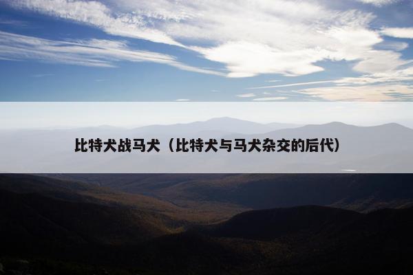 比特犬战马犬（比特犬与马犬杂交的后代）