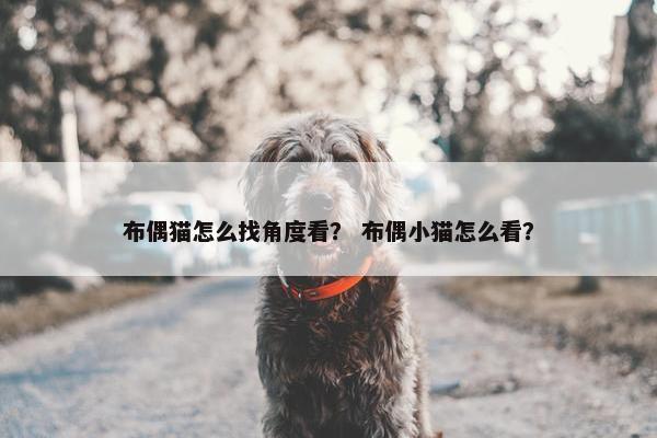 布偶猫怎么找角度看？ 布偶小猫怎么看？