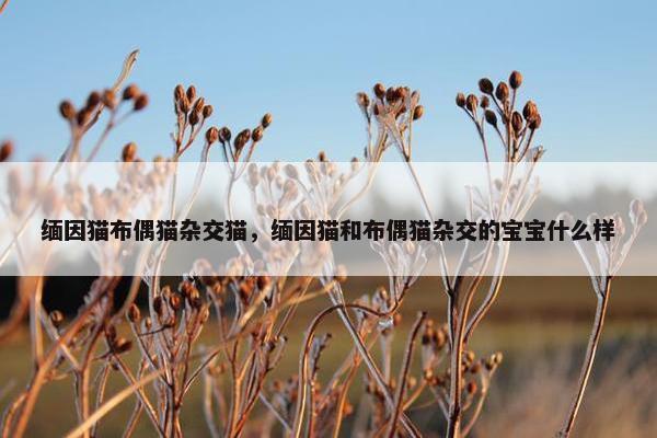 缅因猫布偶猫杂交猫,缅因猫和布偶猫杂交的宝宝什么样 缅因猫布偶猫杂交猫,缅因猫和布偶猫杂交的宝宝什么样