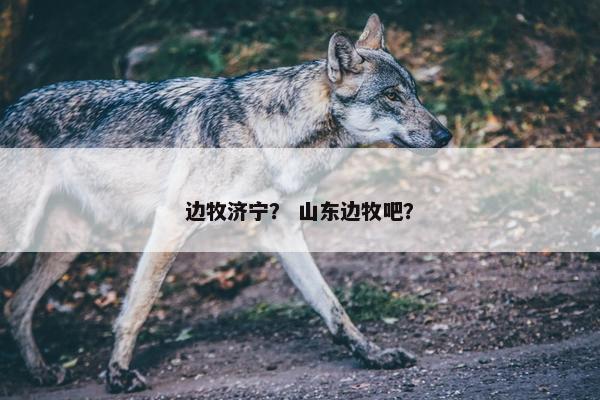 边牧济宁？ 山东边牧吧？