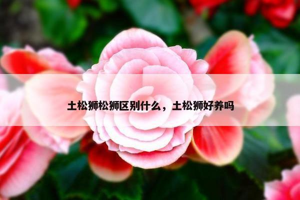 土松狮松狮区别什么，土松狮好养吗