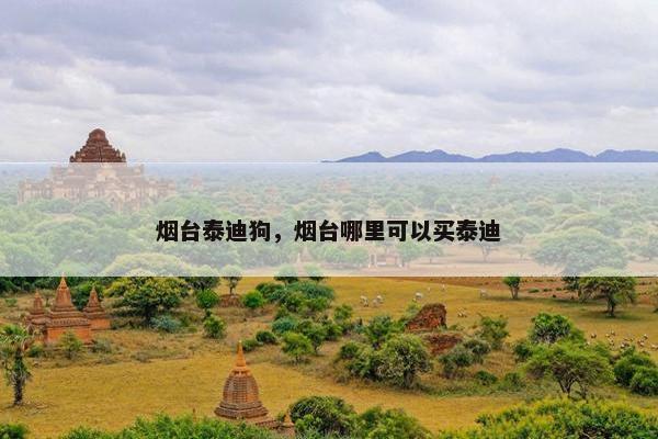 烟台泰迪狗，烟台哪里可以买泰迪