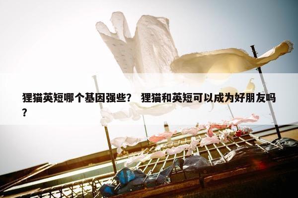 狸猫英短哪个基因强些？ 狸猫和英短可以成为好朋友吗？