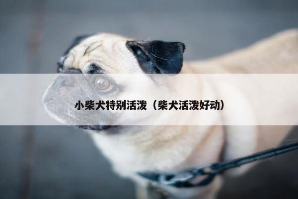 小柴犬特别活泼（柴犬活泼好动）