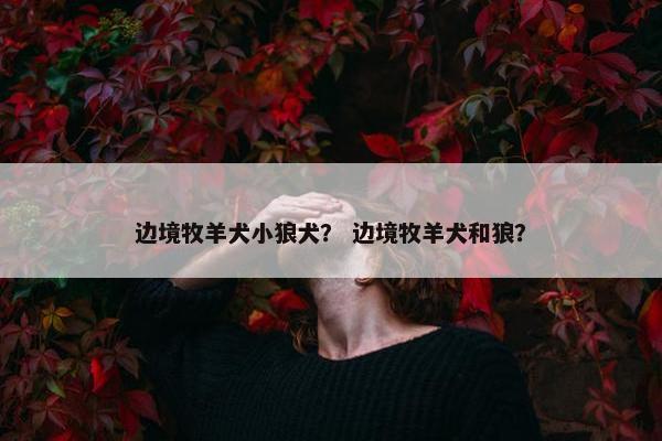 边境牧羊犬小狼犬？ 边境牧羊犬和狼？