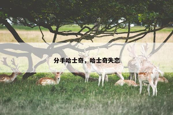 分手哈士奇，哈士奇失恋