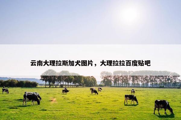 云南大理拉斯加犬图片，大理拉拉百度贴吧