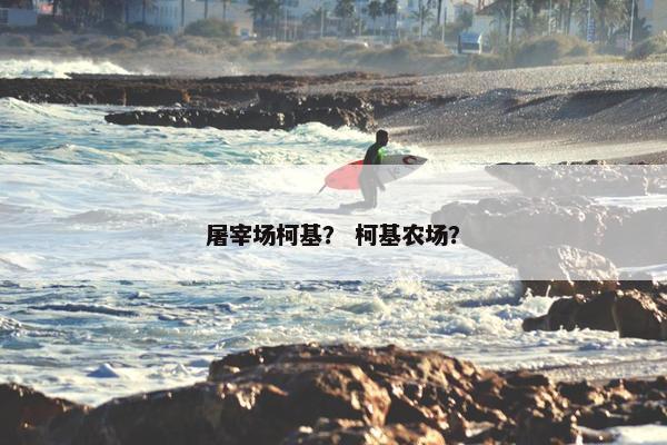 屠宰场柯基？ 柯基农场？