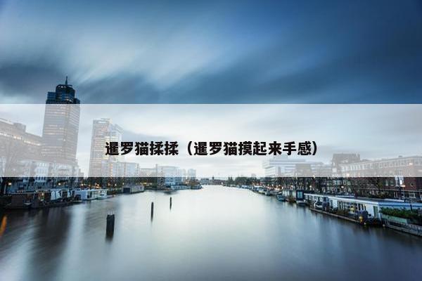 暹罗猫揉揉（暹罗猫摸起来手感）