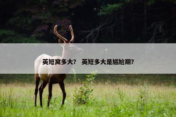 英短窝多大？ 英短多大是尴尬期？