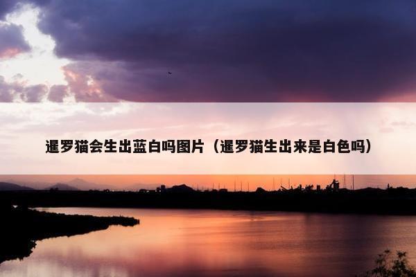暹罗猫会生出蓝白吗图片（暹罗猫生出来是白色吗）
