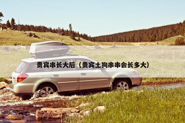 贵宾串长大后（贵宾土狗串串会长多大）