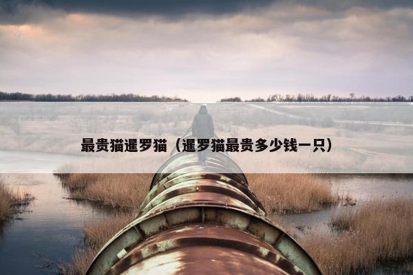 最贵猫暹罗猫（暹罗猫最贵多少钱一只）