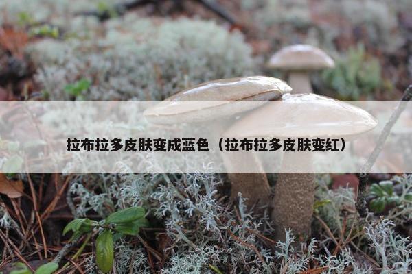 拉布拉多皮肤变成蓝色（拉布拉多皮肤变红）