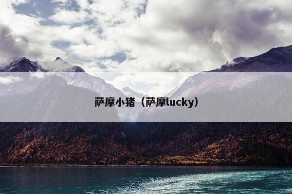 萨摩小猪（萨摩lucky）