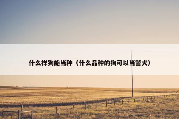 什么样狗能当种（什么品种的狗可以当警犬）