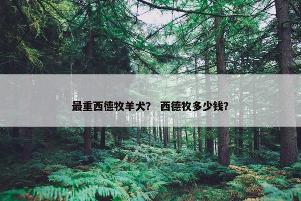 最重西德牧羊犬？ 西德牧多少钱？