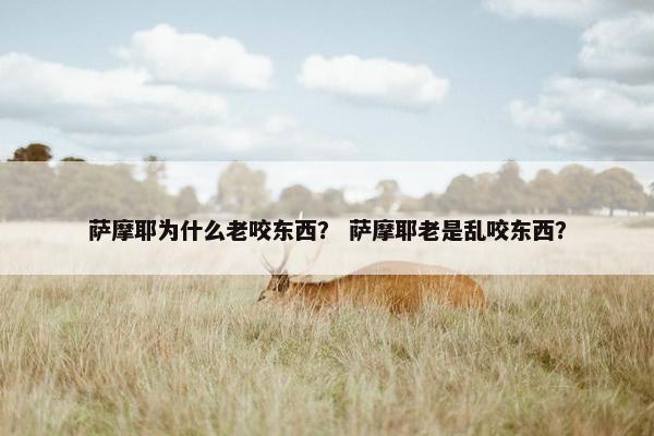 萨摩耶为什么老咬东西？ 萨摩耶老是乱咬东西？