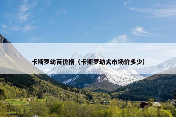 卡斯罗幼苗价格（卡斯罗幼犬市场价多少）