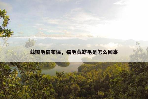 蒜瓣毛猫布偶，猫毛蒜瓣毛是怎么回事