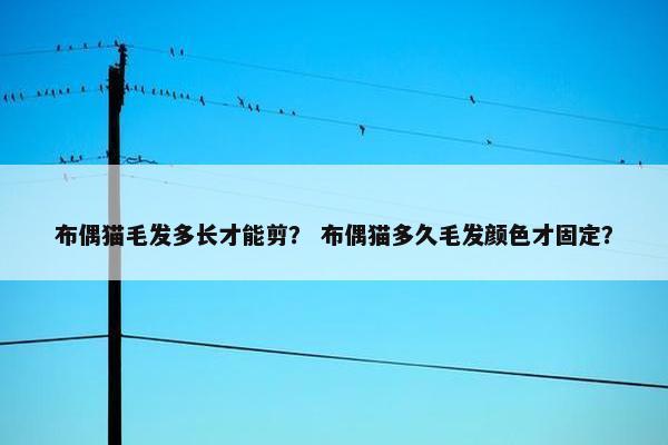 布偶猫毛发多长才能剪? 布偶猫多久毛发颜色才固定? 布偶猫毛发多长才能剪? 布偶猫多久毛发颜色才固定?