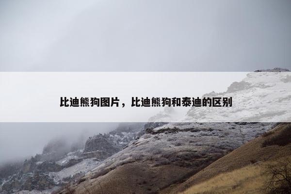 比迪熊狗图片，比迪熊狗和泰迪的区别