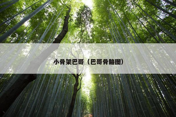 小骨架巴哥（巴哥骨骼图）