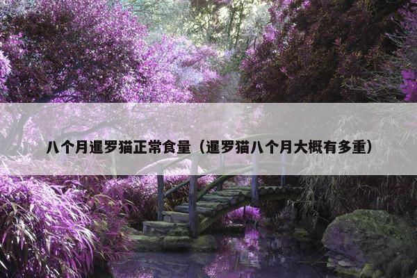 八个月暹罗猫正常食量（暹罗猫八个月大概有多重）