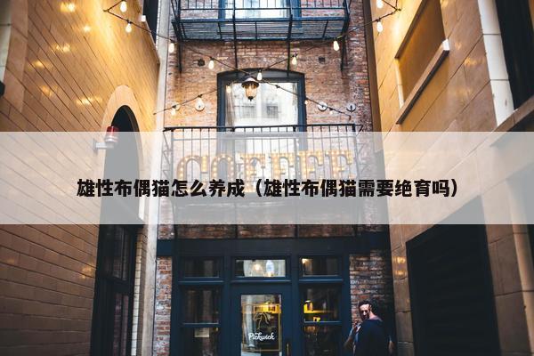 雄性布偶猫怎么养成（雄性布偶猫需要绝育吗）