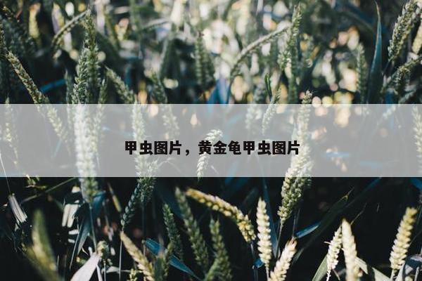 甲虫图片，黄金龟甲虫图片