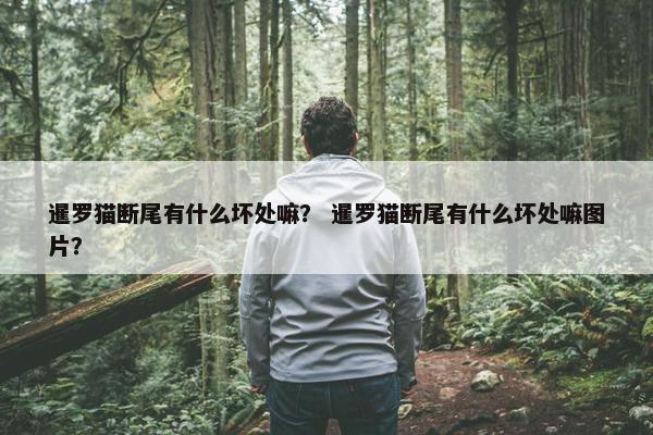 暹罗猫断尾有什么坏处嘛？ 暹罗猫断尾有什么坏处嘛图片？