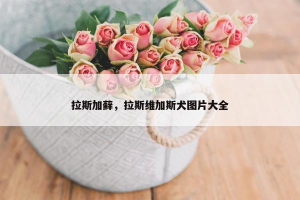 拉斯加藓，拉斯维加斯犬图片大全