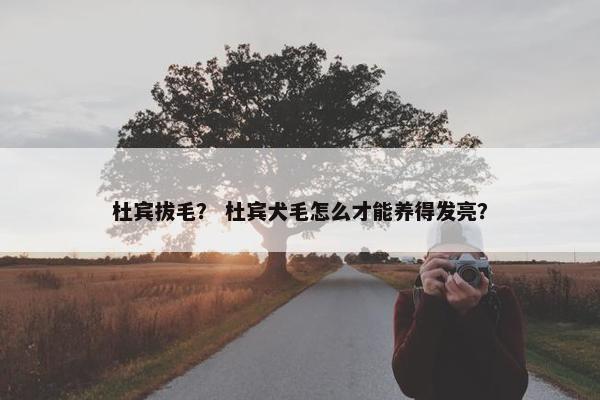 杜宾拔毛？ 杜宾犬毛怎么才能养得发亮？