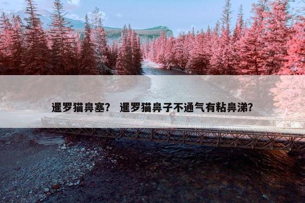 暹罗猫鼻塞？ 暹罗猫鼻子不通气有粘鼻涕？