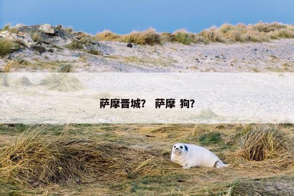 萨摩晋城？ 萨摩 狗？