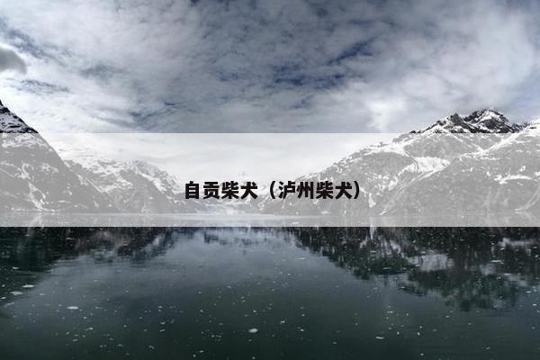 自贡柴犬（泸州柴犬）