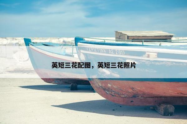 英短三花配图，英短三花照片