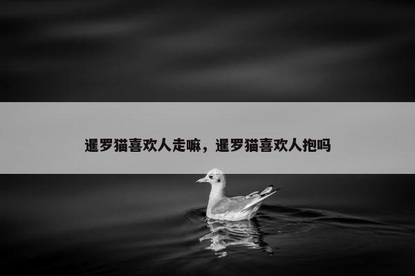 暹罗猫喜欢人走嘛，暹罗猫喜欢人抱吗