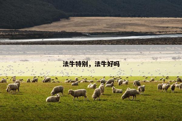 法牛特别，法牛好吗