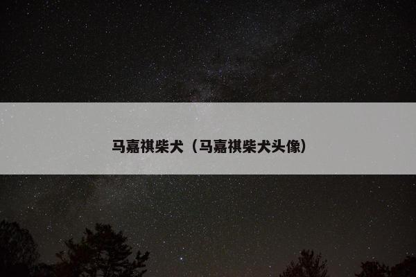 马嘉祺柴犬（马嘉祺柴犬头像）