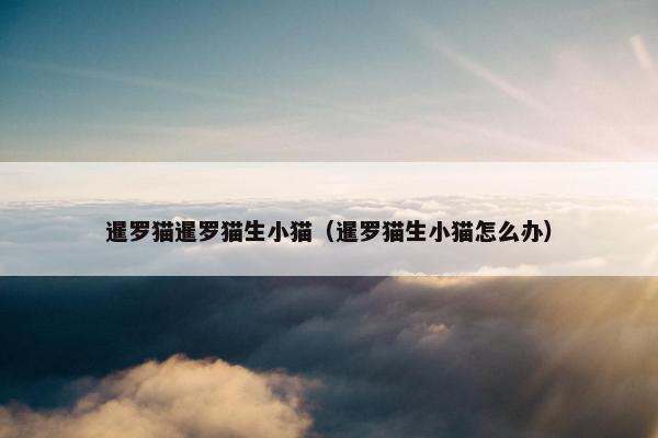 暹罗猫暹罗猫生小猫（暹罗猫生小猫怎么办）