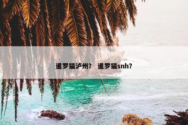 暹罗猫泸州？ 暹罗猫snh？