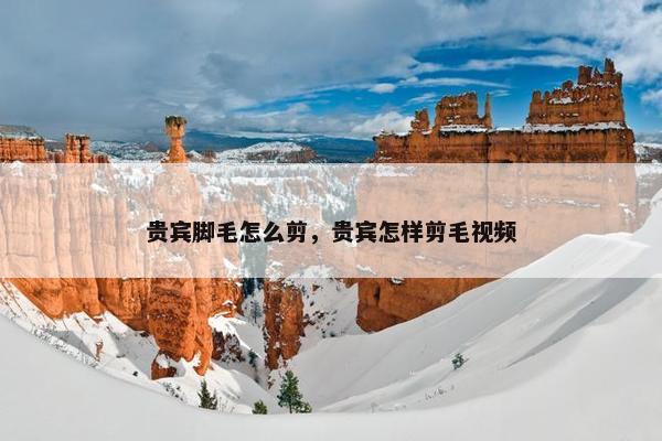 贵宾脚毛怎么剪，贵宾怎样剪毛视频