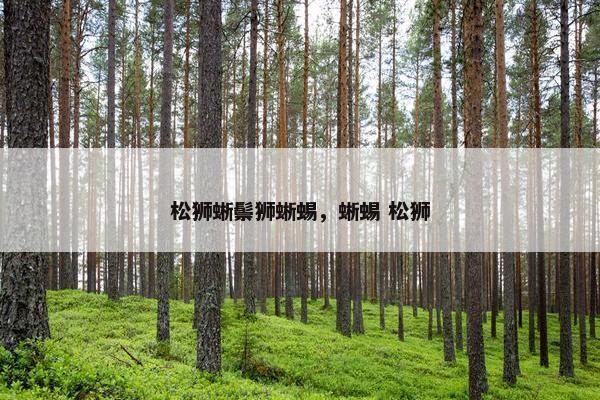 松狮蜥鬃狮蜥蜴，蜥蜴 松狮