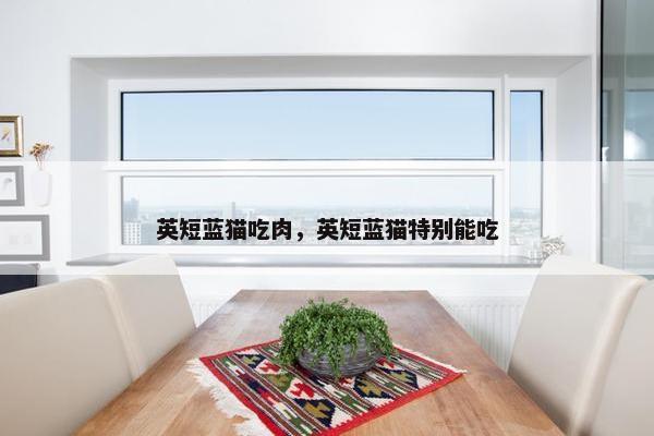 英短蓝猫吃肉，英短蓝猫特别能吃