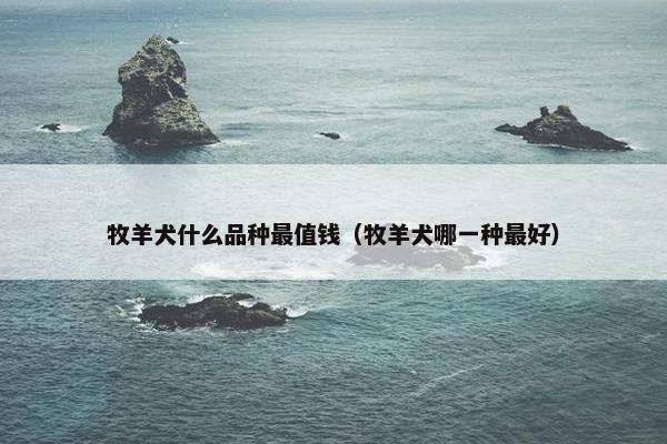 牧羊犬什么品种最值钱（牧羊犬哪一种最好）