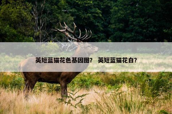 英短蓝猫花色基因图？ 英短蓝猫花白？