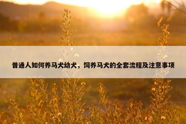 普通人如何养马犬幼犬，饲养马犬的全套流程及注意事项