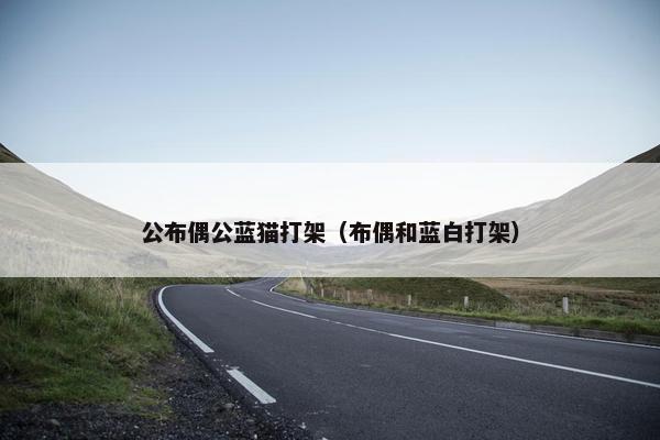 公布偶公蓝猫打架（布偶和蓝白打架）