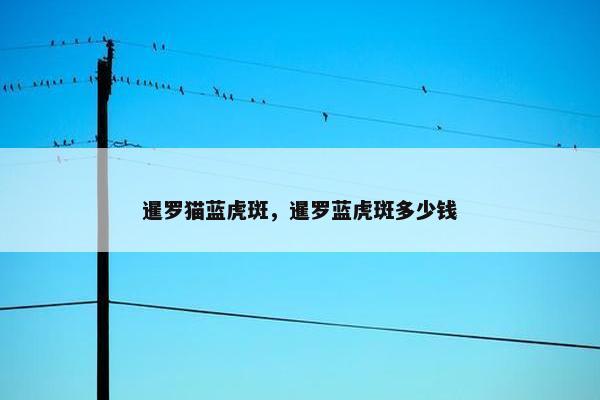 暹罗猫蓝虎斑，暹罗蓝虎斑多少钱